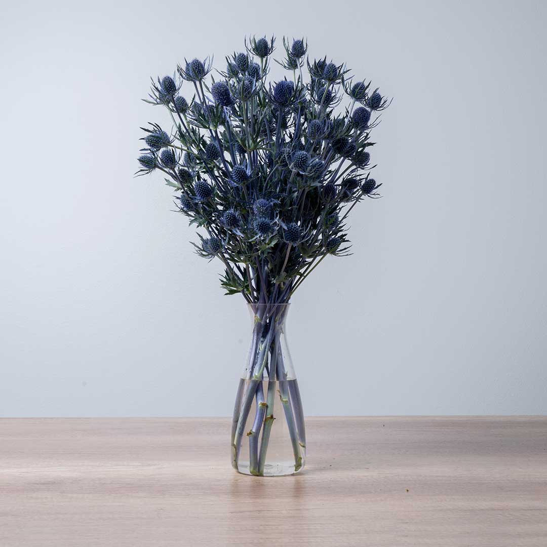 Eryngium Blue Dynamite Floral Chain