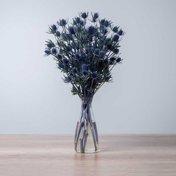 Eryngium Blue Dynamite Floral Chain