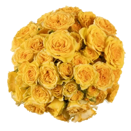 Spray Rose Yellow Brilliant Stars Leo Alma