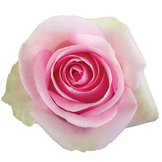 Rose Pink Lorraine Bella Rosa