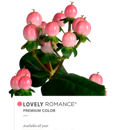 Hypericum Spray Pink Lovely Romance Floral Chain