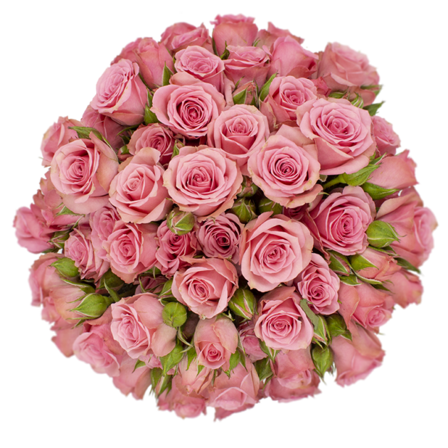 Spray Rose Pink Lydia Alma