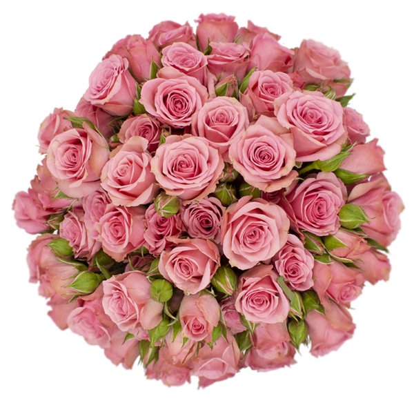 Spray Rose Pink Lydia Alma