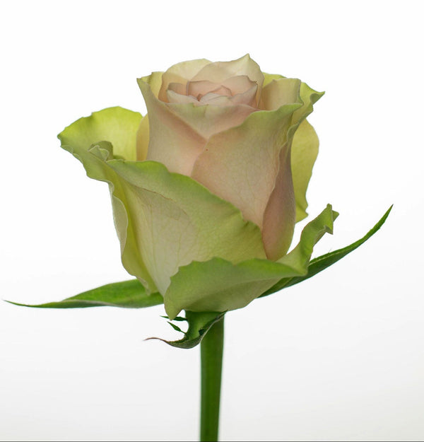 Rose Pink Labelle FleurAfrica