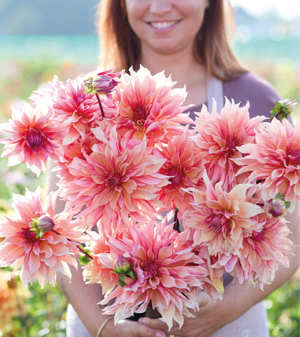 Special Offers Flowers British Dahlias Multiple Varieties