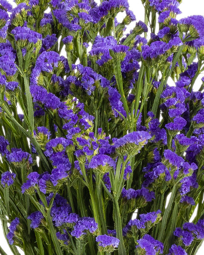 Statice Purple Levis Wings Blooming