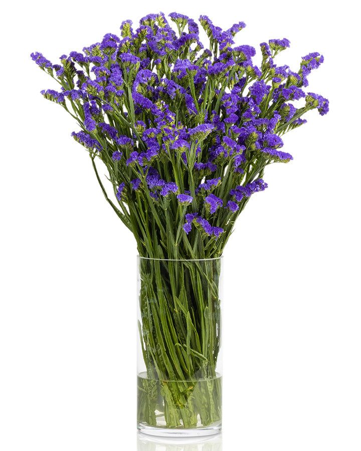 Statice Purple Levis Wings Blooming