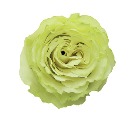 Rose Green Lemonade Agrinag