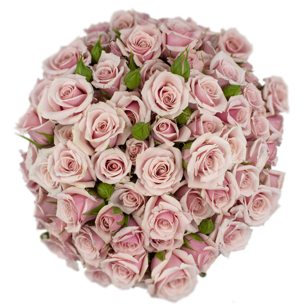 Spray Rose Pink Majolika Alma