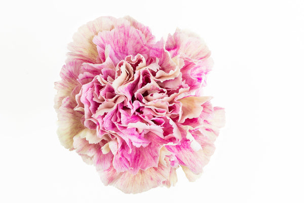Carnation Fancy Bicolour Antigua Luisiana Colombia