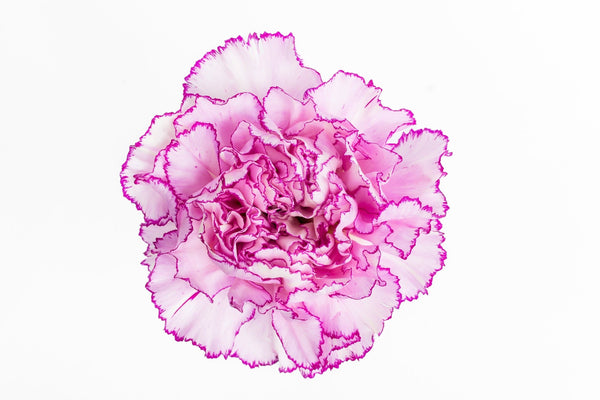 Carnation Fancy Bi White Boheme Luisiana Colombia