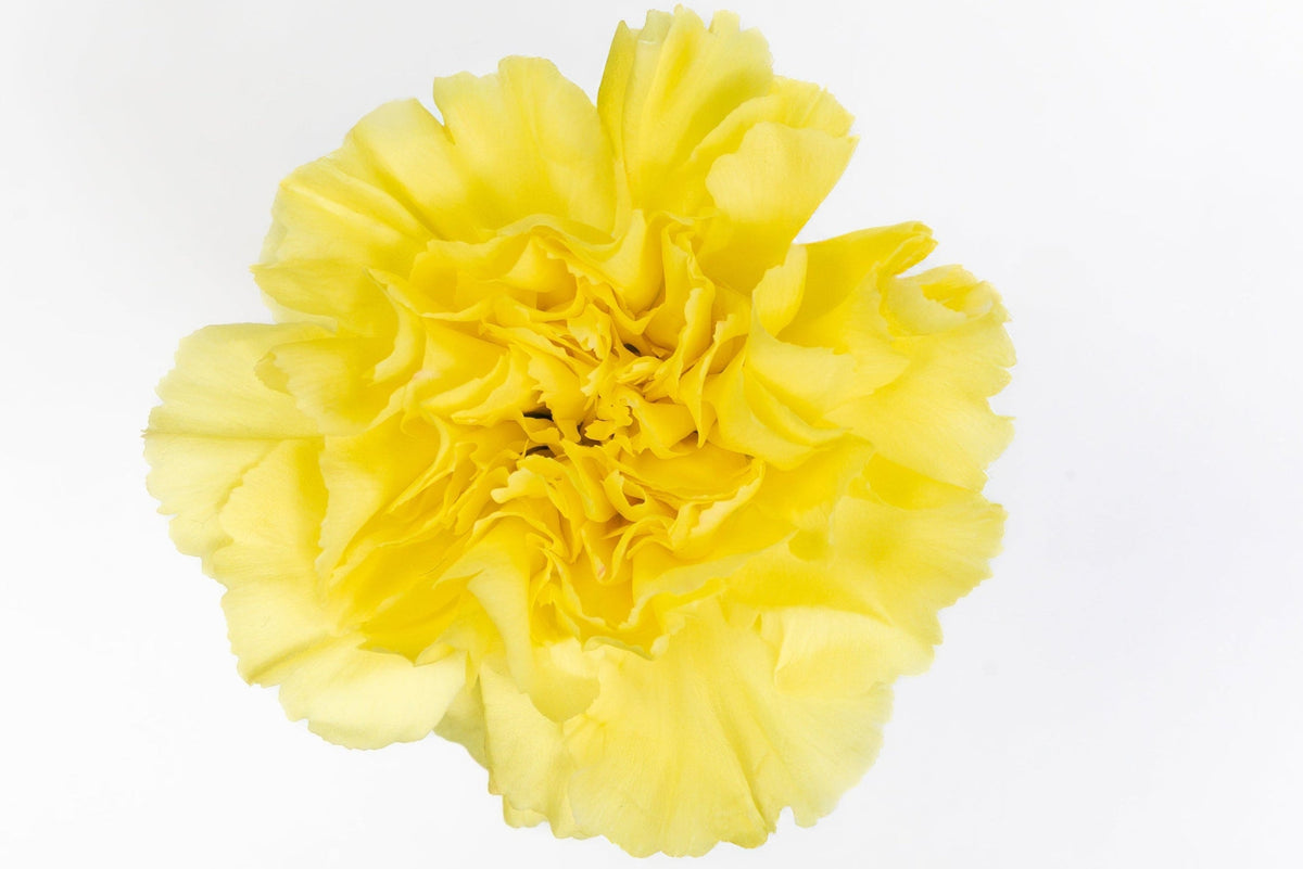Carnation Fancy Yellow Emma Luisiana Colombia