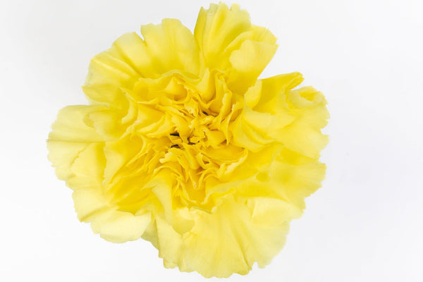 Carnation Fancy Yellow Emma Luisiana Colombia