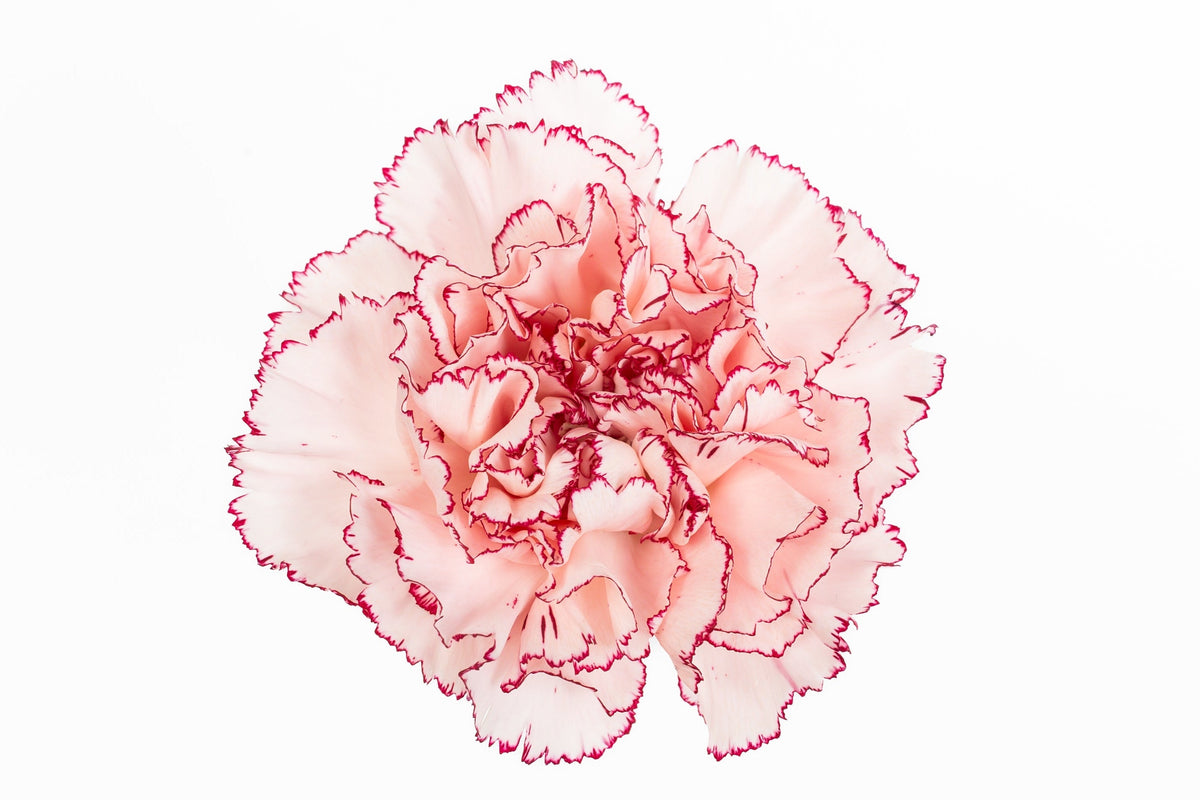 Carnation Fancy Bi Purple Mariposa Luisiana Colombia