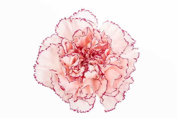 Carnation Fancy Bi Purple Mariposa Luisiana Colombia