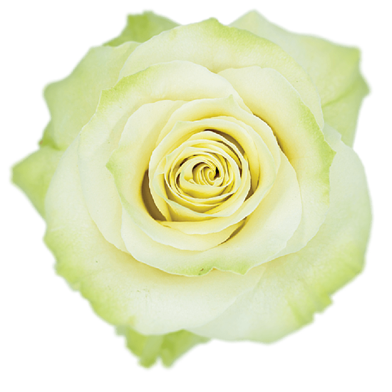 Rose White Mondial Bella Rosa
