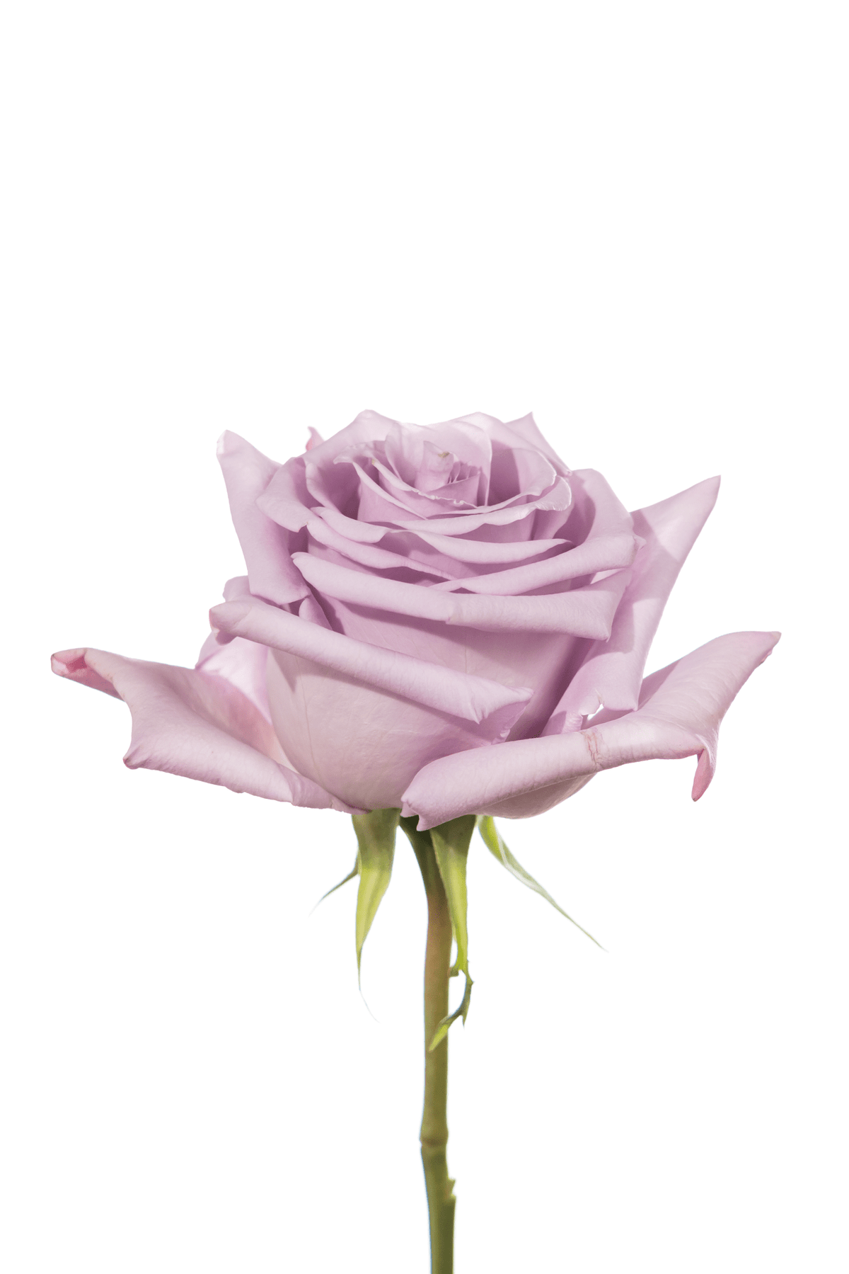 Rose Lavender Ocean Song Royal Flowers