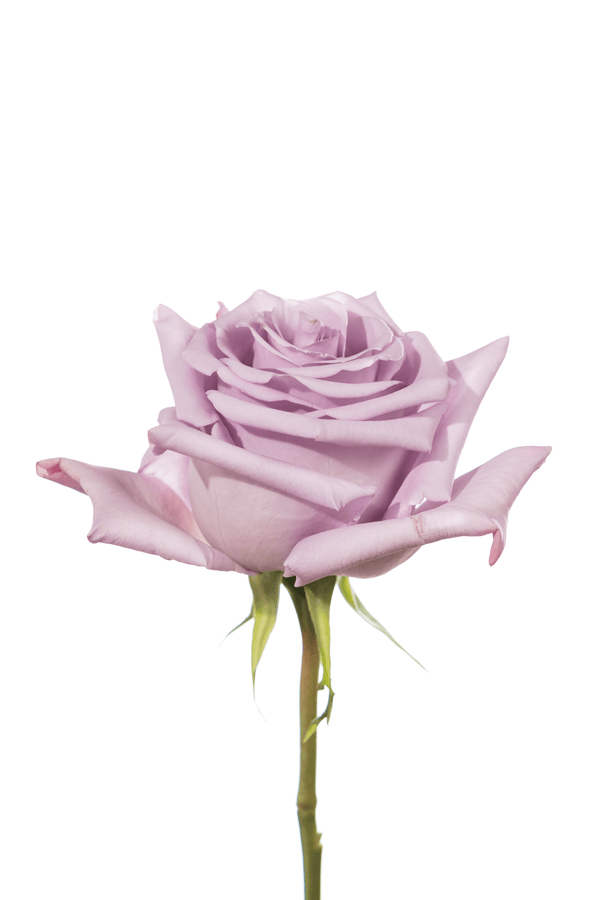 Rose Lavender Ocean Song Royal Flowers