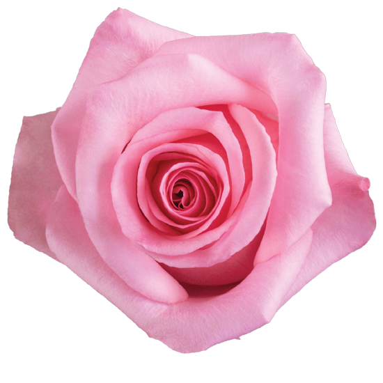 Rose Pink Opala Natuflor