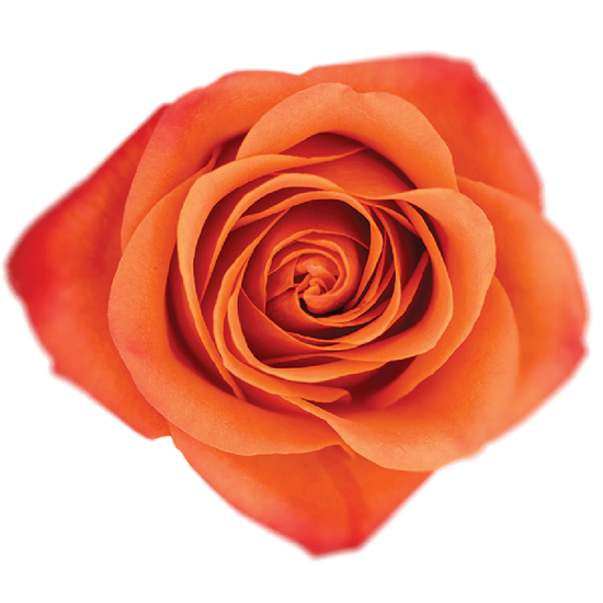 Rose Orange Orange Crush  Bella Rosa