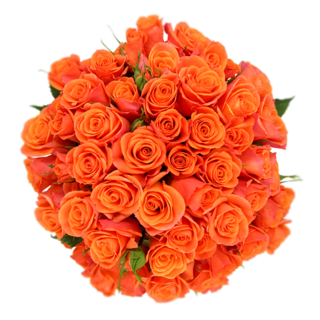 Spray Rose Orange Orange Star Alma