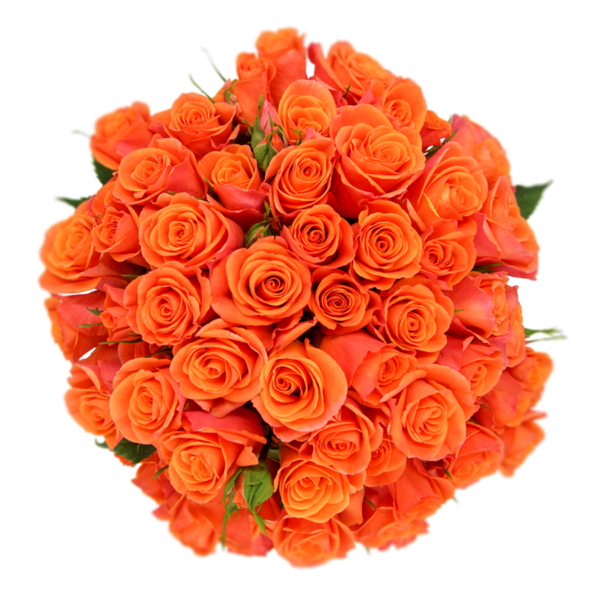 Spray Rose Orange Orange Star Alma