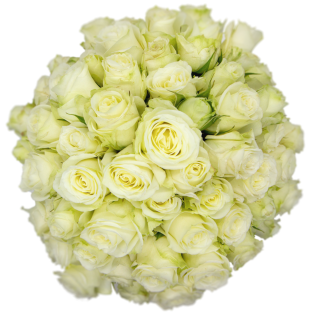 Spray Rose White Pascua Alma