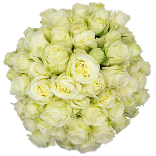 Spray Rose White Pascua Alma