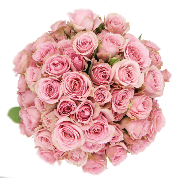 Spray Rose Pink Pink Irishka Alma