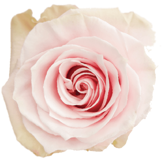 Rose Pink Pink Mondial Bella Rosa