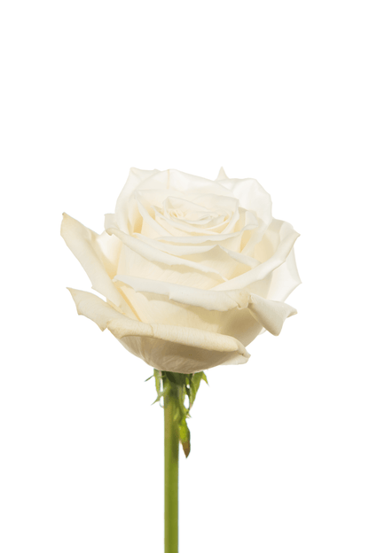 Rose White Playa Blanca Royal Flowers