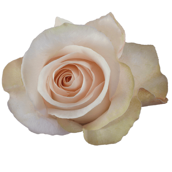Rose Light pink Pomarosa Natuflor