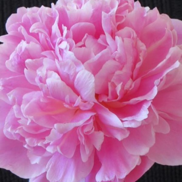 Peony Pink Jacorma Naylors