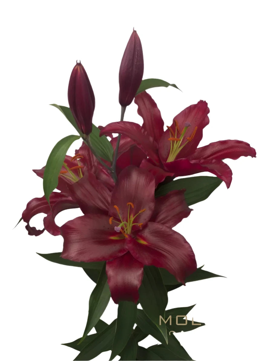Lily Burgundy Oriental Premium Petrolia Moerman