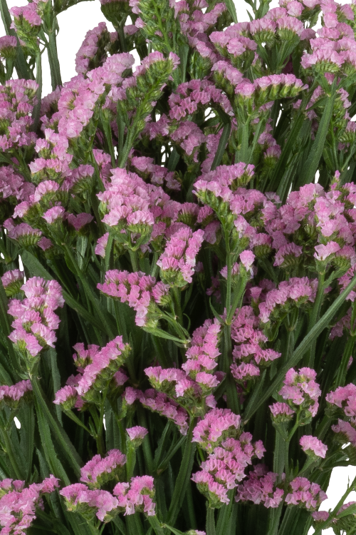 Statice Pink Pretty Wings Blooming