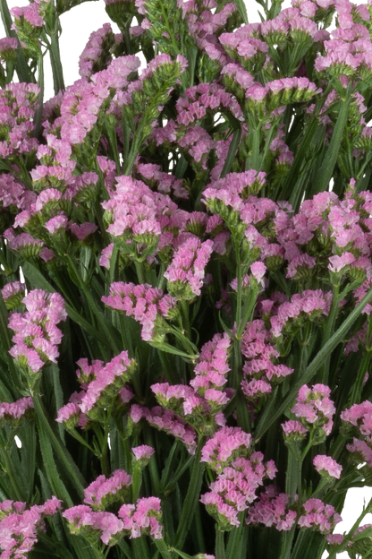 Statice Pink Pretty Wings Blooming