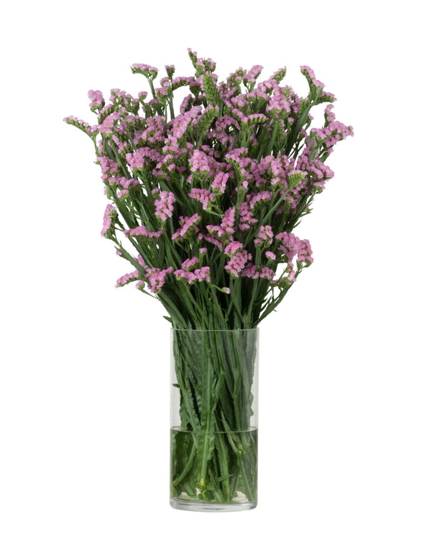 Statice Pink Pretty Wings Blooming