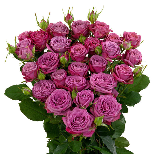 Spray Rose Purple Purple Queen VP Gorge