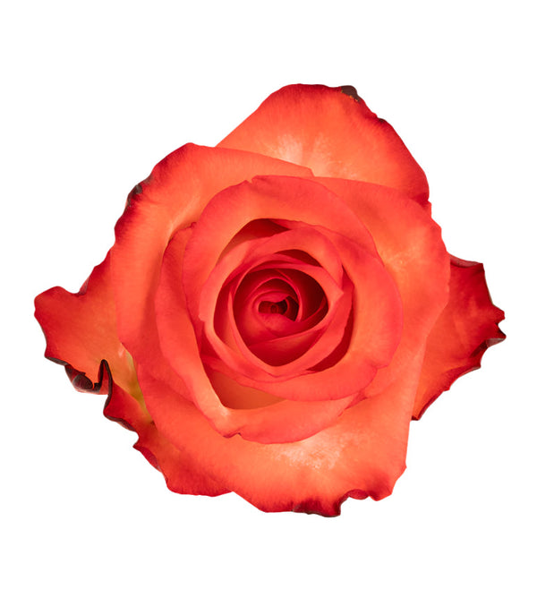 Rose Orange Colour Blush Natuflor
