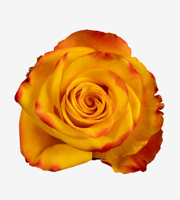 Rose Yellow Bi High & Yellow Magic Wayuu Colombia