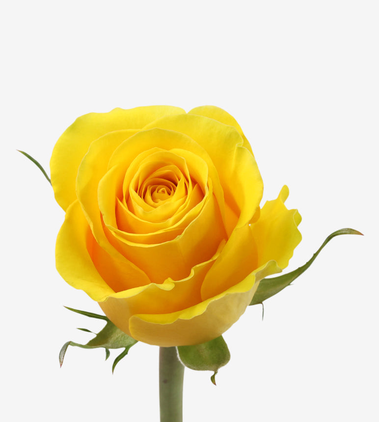 Rose Yellow Brighton Wayuu  Colombia
