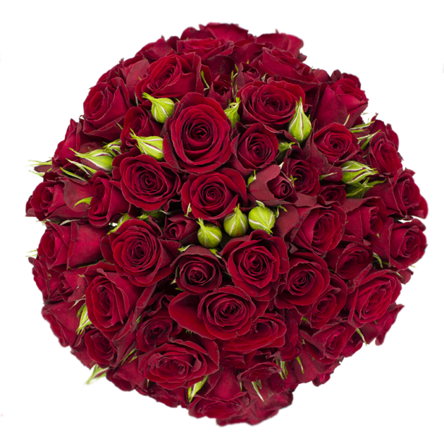 Spray Rose Red Rubicon Alma