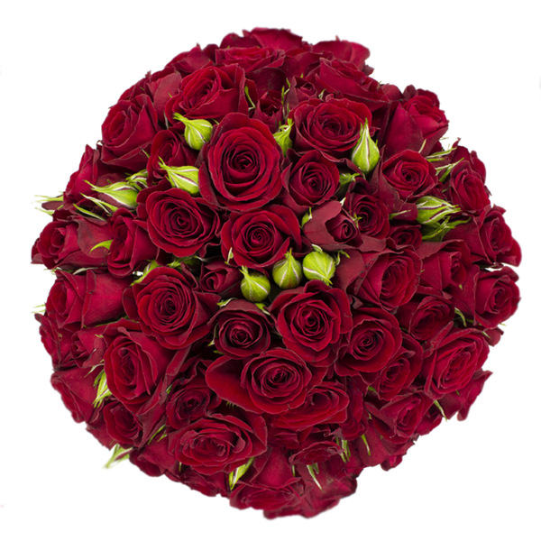 Spray Rose Red Rubicon Alma