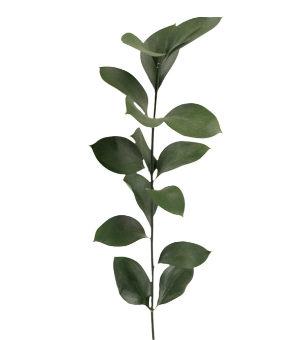 Ruscus Green Hard Ruscus Agriver