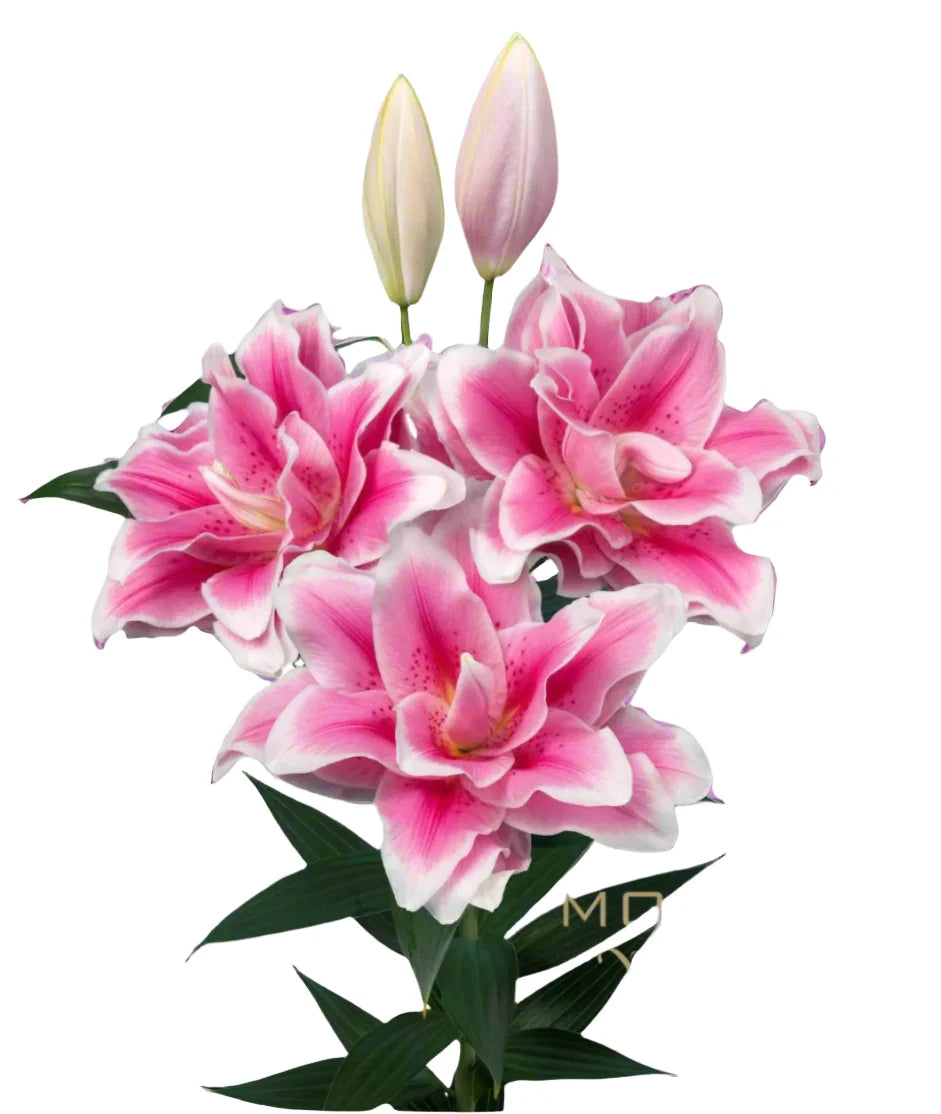 Lily Rose Lily Pink Oriental Premium RoselilyMikaela Moerman