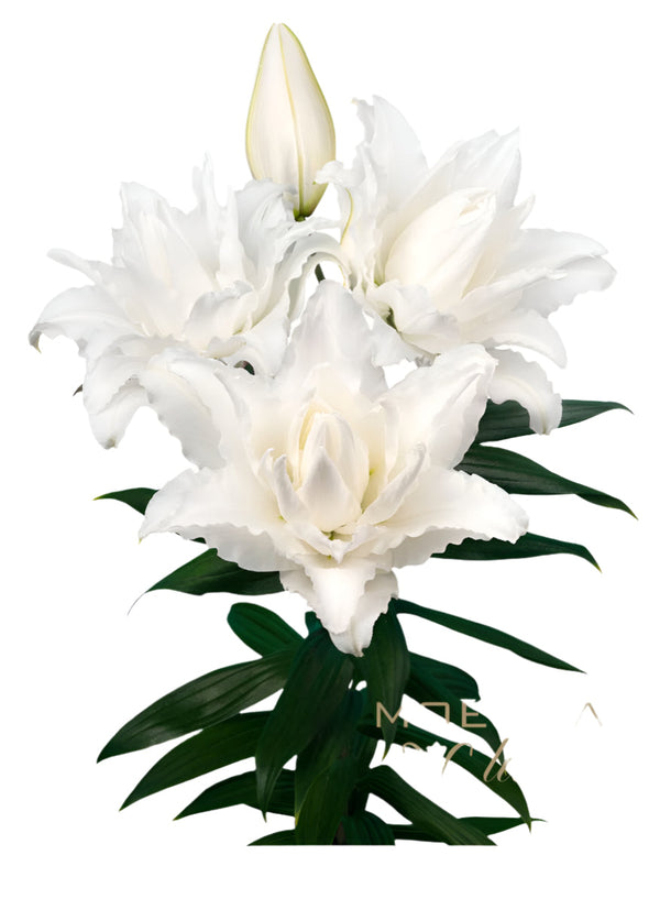Lily Rose Lily White Oriental Premium RoselilyNadia Moerman