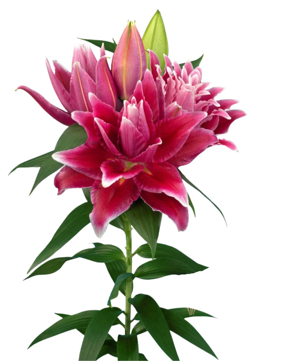Lily Rose Lily Pink Oriental Premium  Roselily Tabitha Moerman