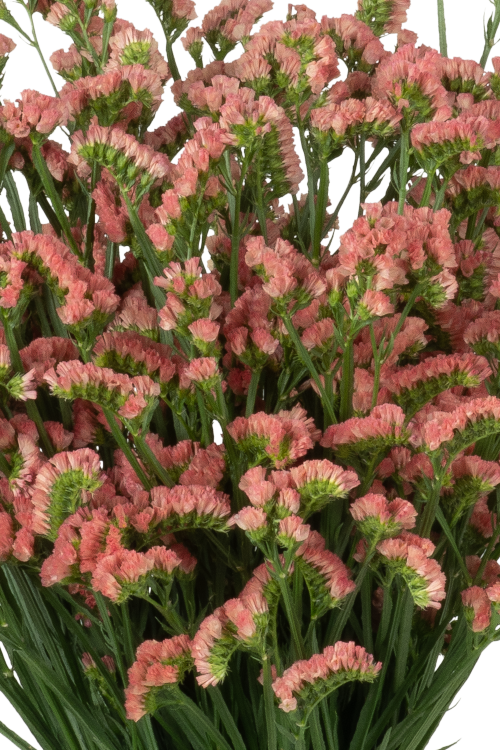 Statice Orange Royal Orange Blooming