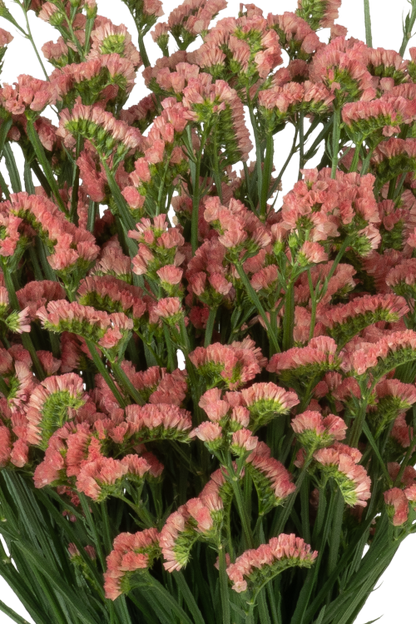 Statice Orange Royal Orange Blooming