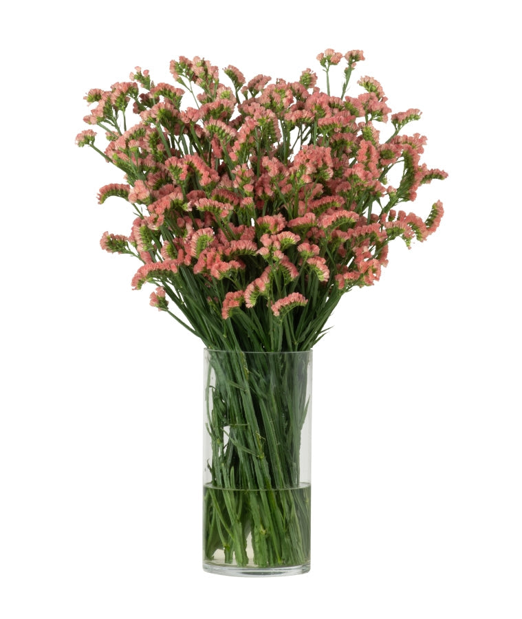 Statice Orange Royal Orange Blooming
